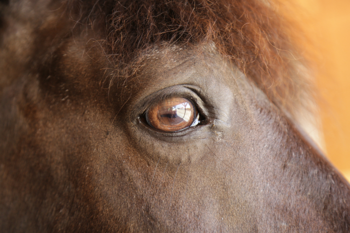 A close-up of a horses eye against an orange background
