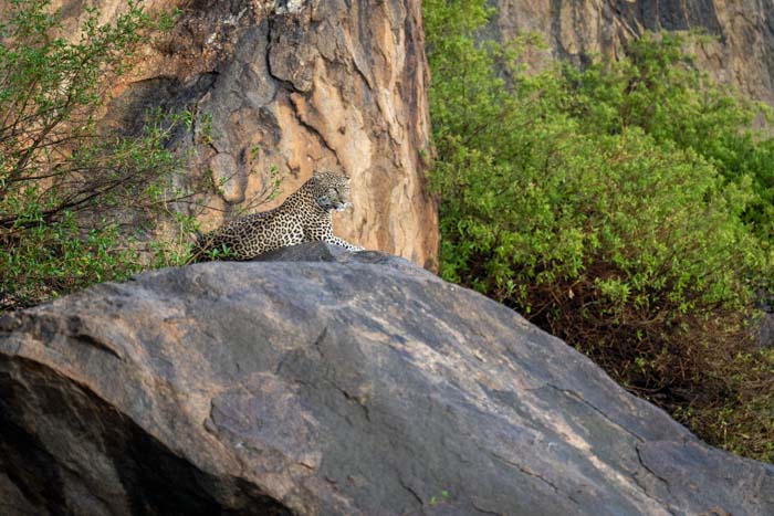 Picture of a leopard shot with a Sony a1