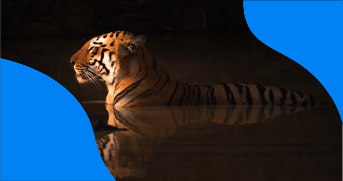 Low-key portrait of a tiger with -1 EV exposure compensation