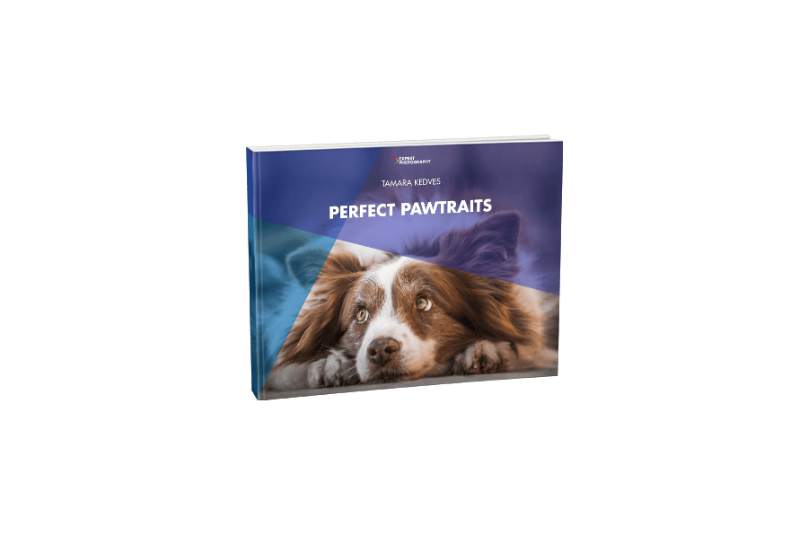 The Ultimate Guide to Pet Photography  87 Best Tips  - 98