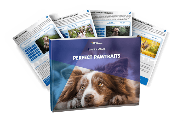 The Ultimate Guide to Pet Photography (87 Best Tips)