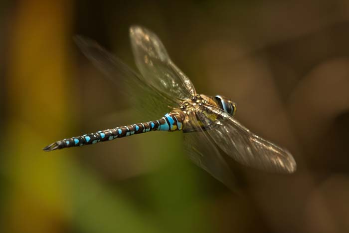 A close-up of a dragonfly in flight with its wings blurred