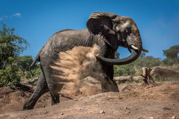 An elephant giving itself a dust bath with its trunk