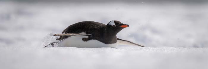 A panorama image of a penguin sliding on its stomach on snow