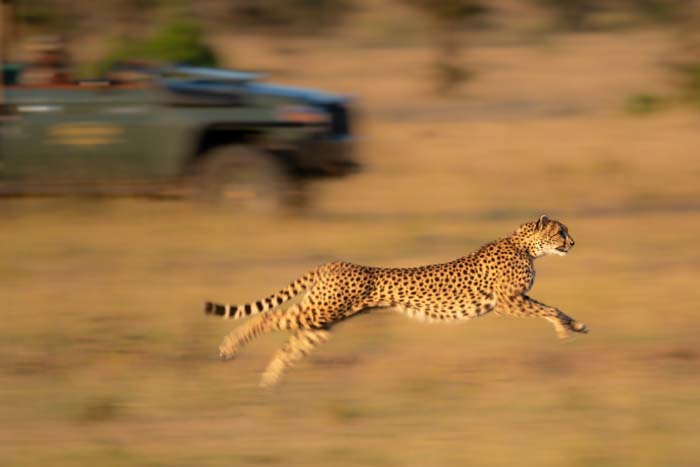 Slow pan of a cheetah running with a blurred vehicle in the background