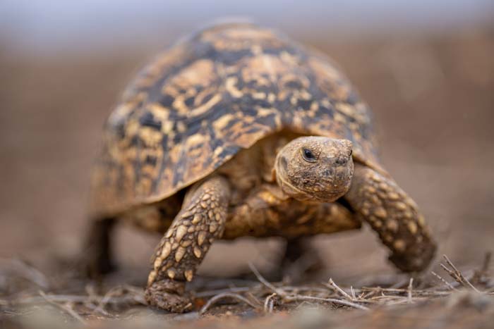 Low-to-the-ground angle of a tortoise walking with selective focus its head and front body