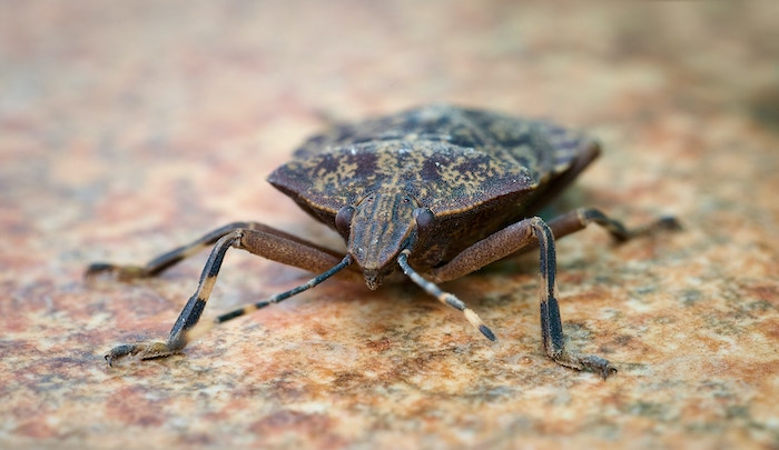 Close-up of a brown marmorated stink bug taken with a camera for macro photography