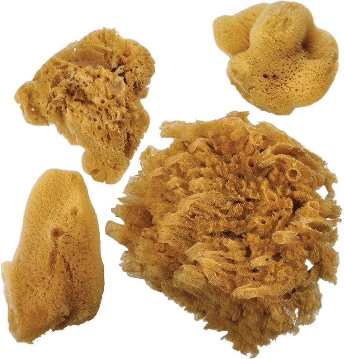 Royal Bush Natural Artist Sponges